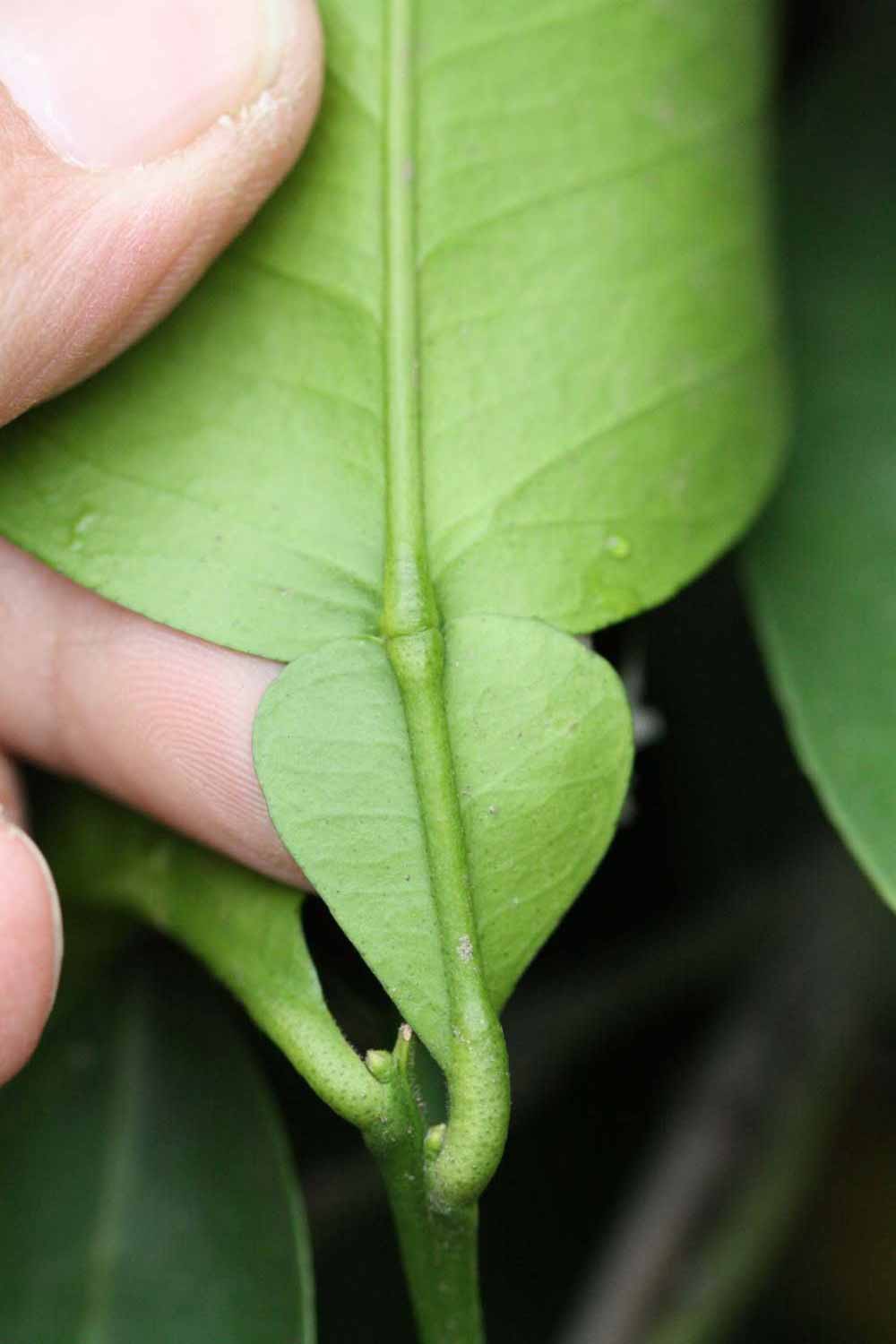              Petiole (Riverside, CA)       